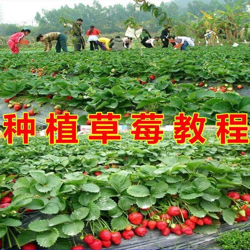 草莓种植技术全套视频教程大全科学培训方法经验大棚栽培教程资料-淘宝虚拟产品货源