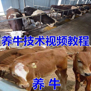 养牛养羊视频教程疾病防治挤奶牛场建设放牧饲养猪技术全套发育-淘宝虚拟产品货源