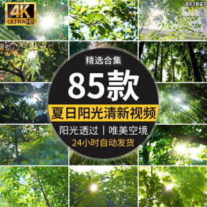 4K夏日阳光透过树叶森林空境升格大自然唯美清新绿叶实拍视频素材-淘宝虚拟产品货源